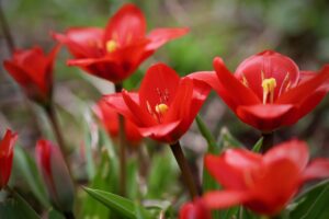 fusilier tulip, multi-flowered tulip, red flowers-7942127.jpg
